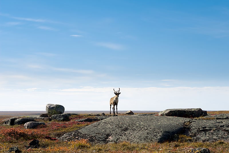 Immigration to Nunavut